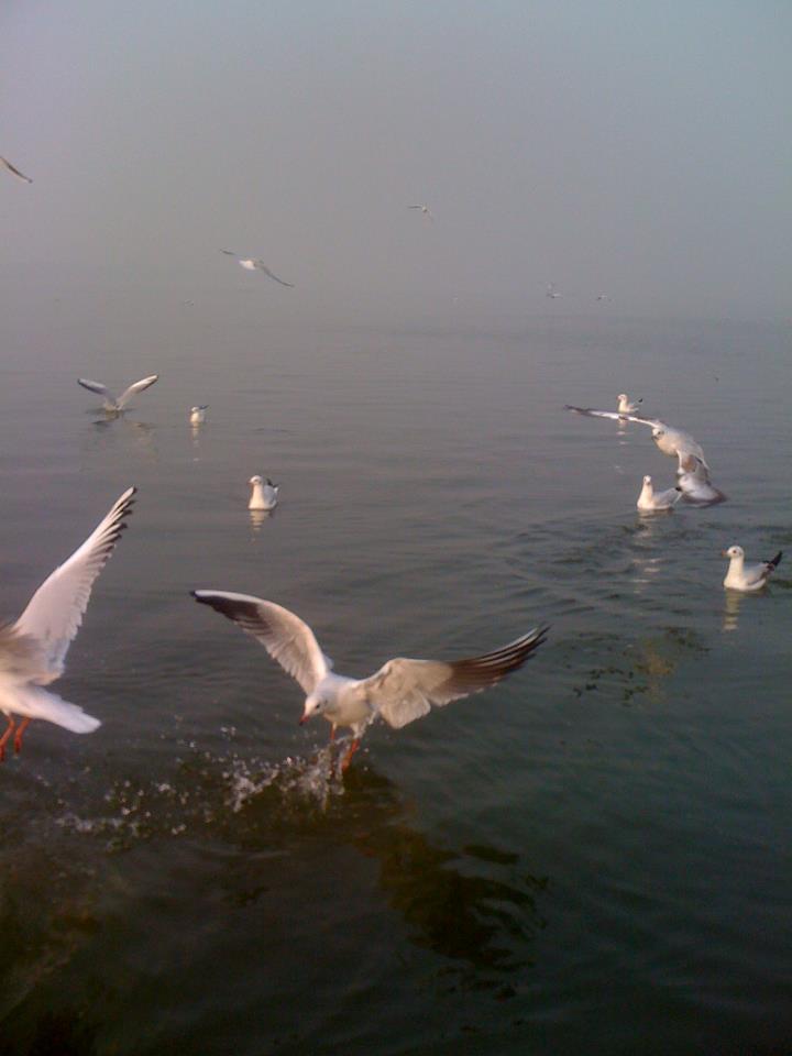 Siberian gulls diving to catch food at the Sangam in Allahabad
