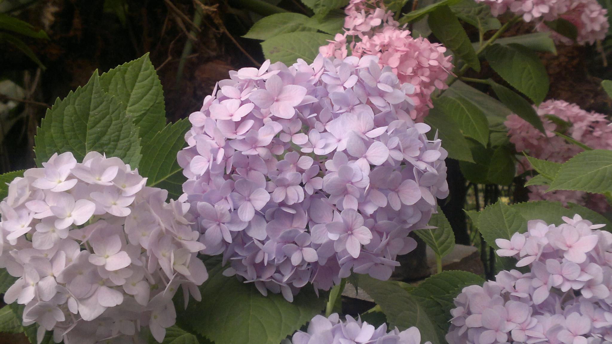 479380_4156164426838_1910945027_o