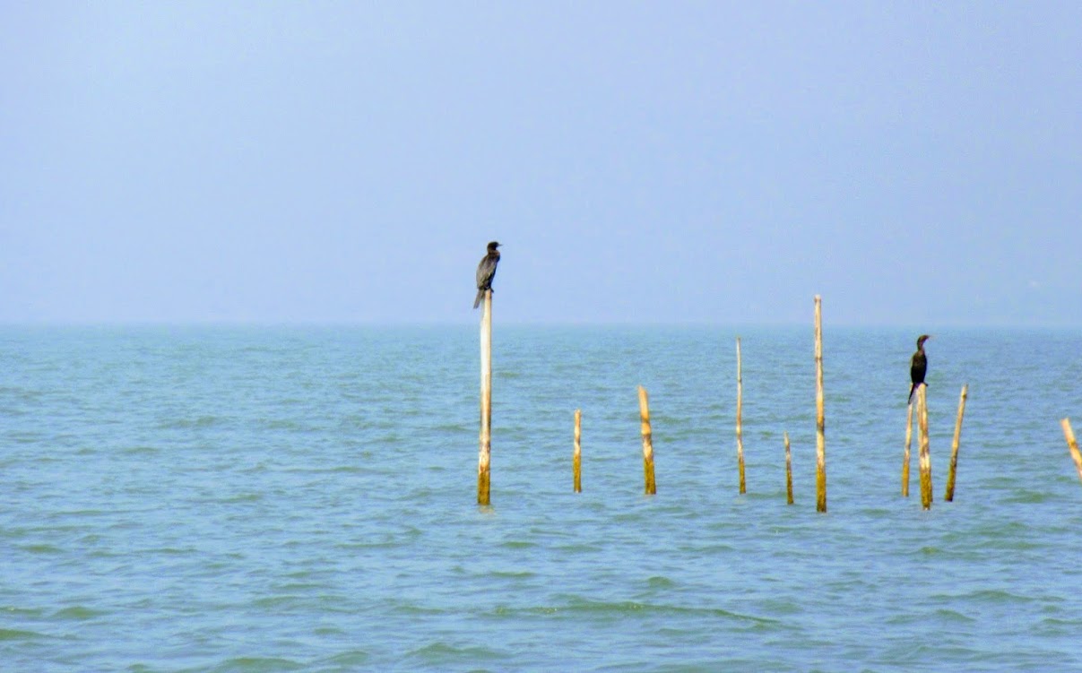 Gopalpur-27003632_Unknown