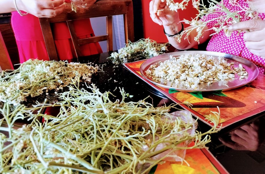 Cleaning Sojne ful (Moringa Blossoms)